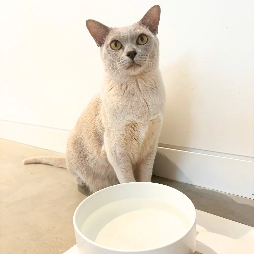 White Cloud Ceramic Pet Bowl with Bamboo Base